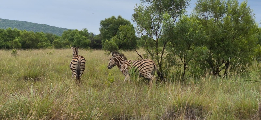 10 Bedroom Property for Sale in Swartruggens North West